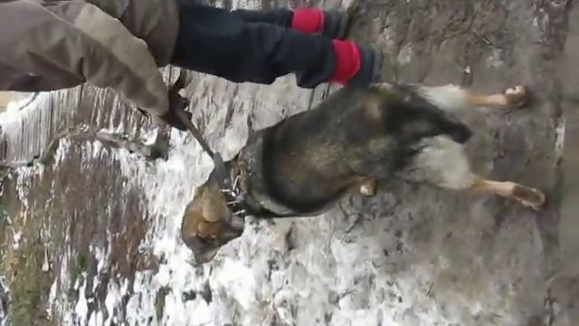 Серый переезжает 05 11 17 смотреть онлайн