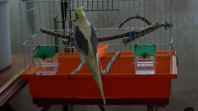 Попугай Кеша 2, танцует :) смотреть онлайн
