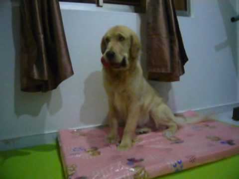Roy & his toy KONG смотреть онлайн