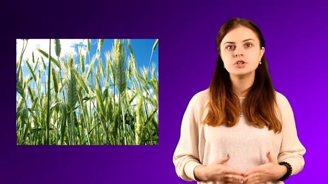 У яких рослин найдовші корені-12-Цікавий факт-Біологія 6 клас смотреть онлайн