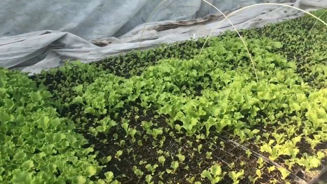 14.11.21 Огурцам пришёл конец! Будем высаживать салат 🥬 смотреть онлайн