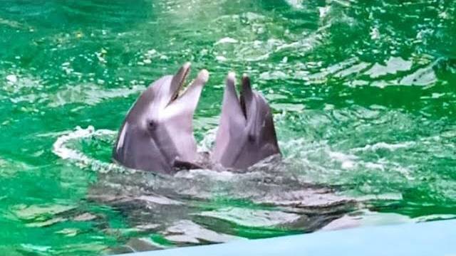 Анапский дельфинарий 🐬