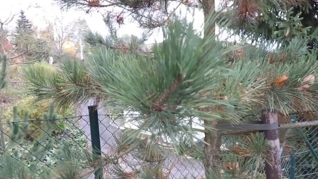 Pinus tabuliformis var. mukdensis borovice čínská смотреть онлайн