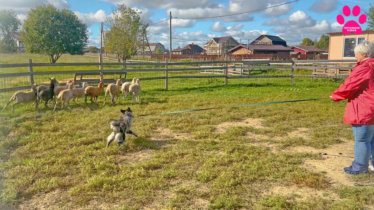 Зачем собакой гоняют стадо овец? Тест на пастуший инстинкт у собак (ТПИ). Выставка собак. смотреть онлайн