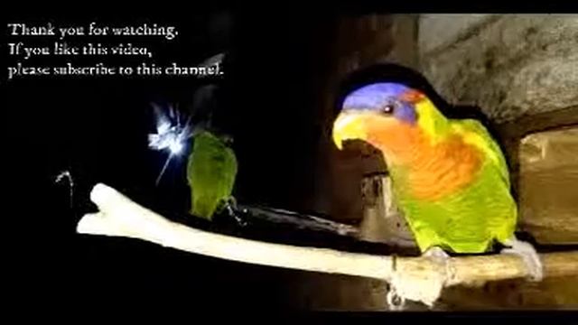 Trichoglossus ornatus 20190524 disturb sleeping birds смотреть онлайн