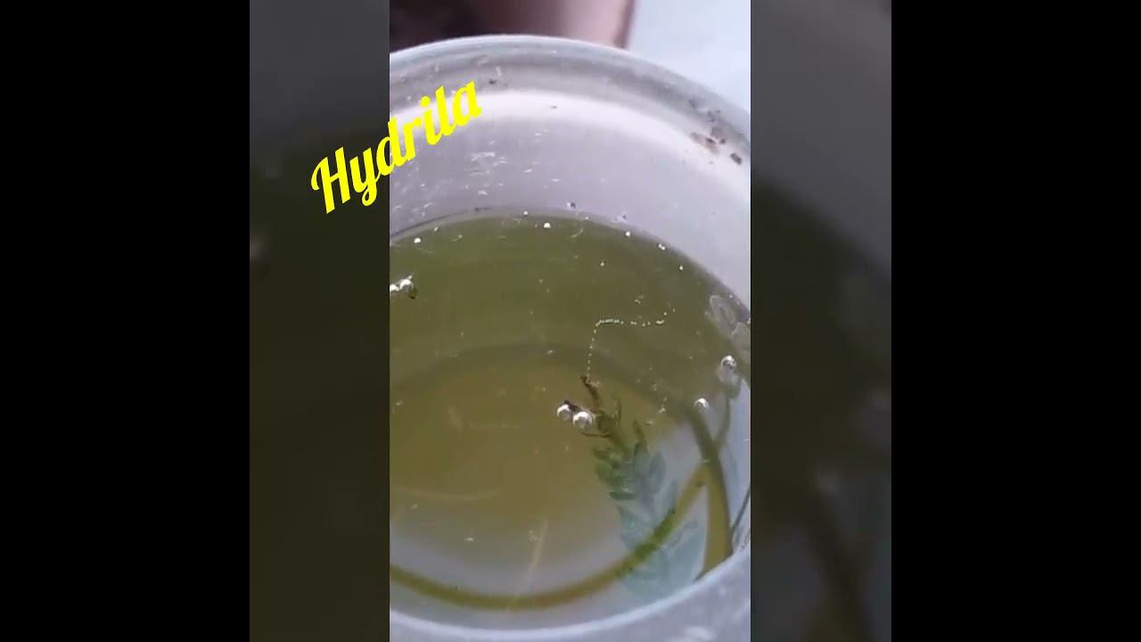 Photosynthesis | Oxygen | hydrila | Hydrophytes | competition exam new смотреть онлайн