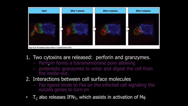 Cytotoxic CD8 T cell смотреть онлайн