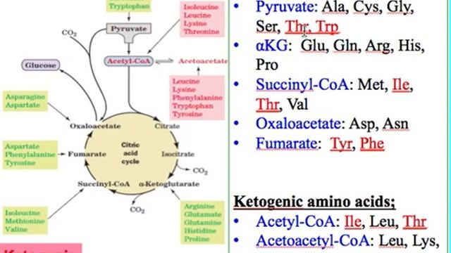 Amino Met смотреть онлайн