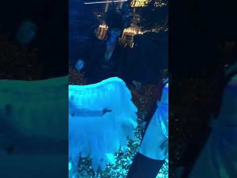 Белые ночи 2018 смотреть онлайн