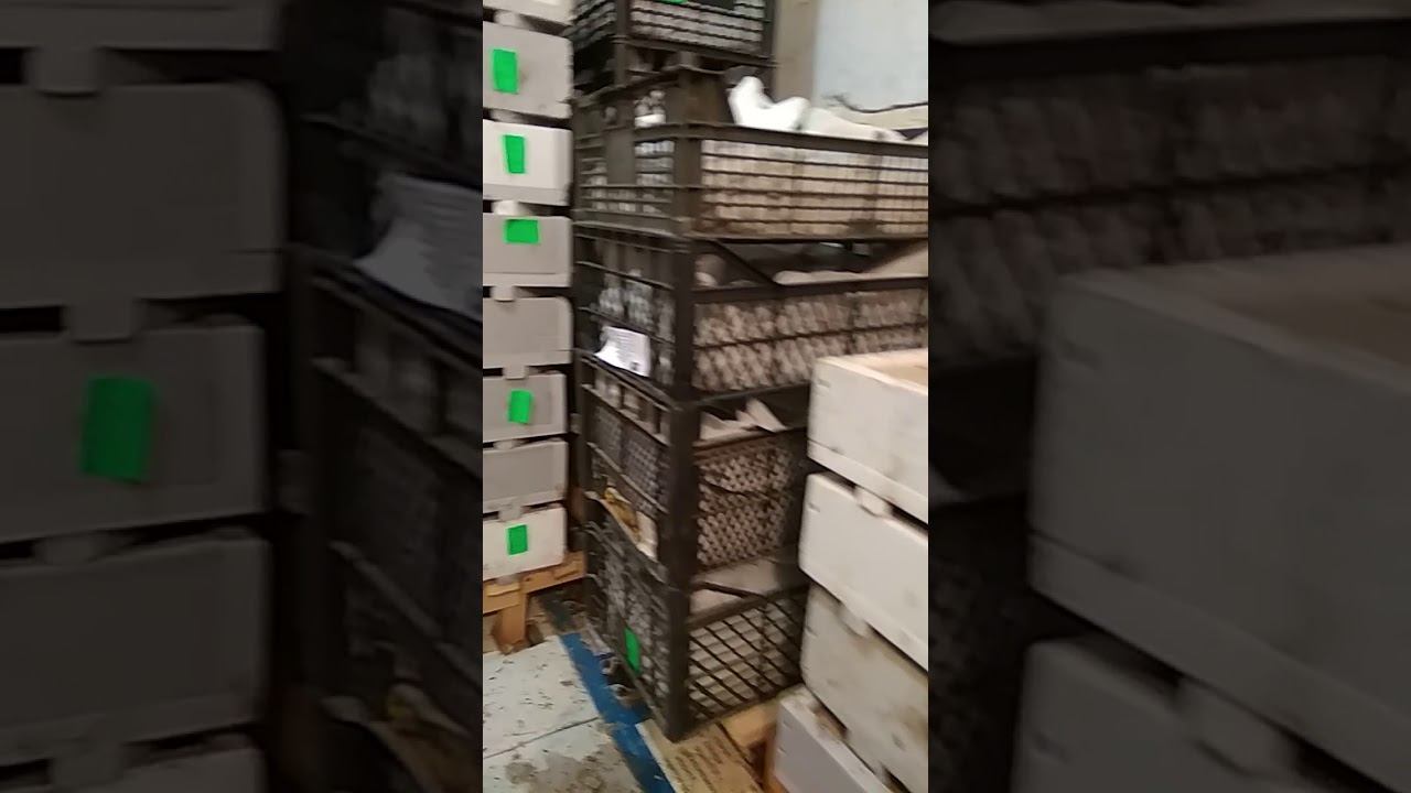 Червячок готовится к Астрахани смотреть онлайн