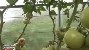 ТОМАТ МАХИТОС. Голландский гибрид - всегда стабильный урожай.