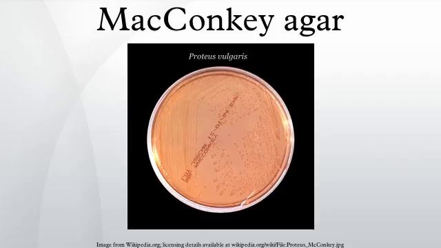 MacConkey agar смотреть онлайн
