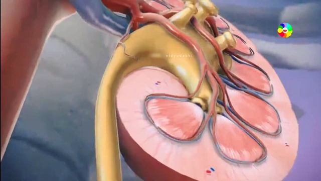 मेटाबोलिज्म क्या हैं ? - what is metabolism ? смотреть онлайн