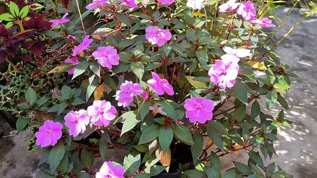 BASTA USAR 1X A CADA 2 MESES E PRONTO! (FAZ ESTOURAR DE TANTAS FLORES) смотреть онлайн