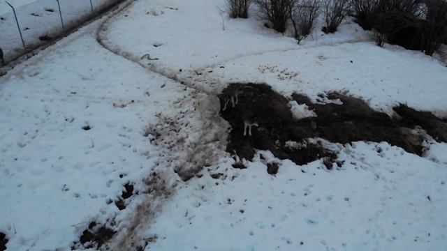 Мужчина выпустил волков с вольера, жители не могли поверить в то, что сделали волки! смотреть онлайн