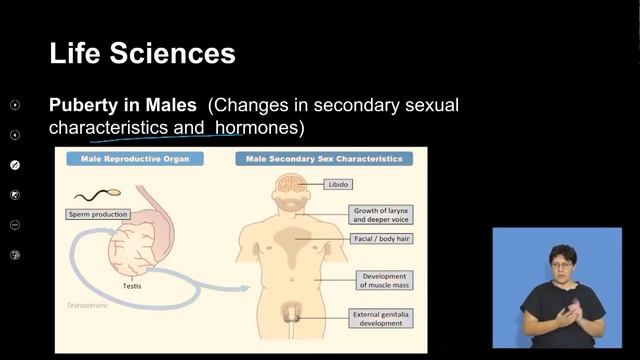 Male & Female Reproductive Systems S3 смотреть онлайн