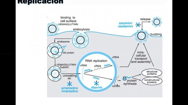 Odonto Sem 10 смотреть онлайн
