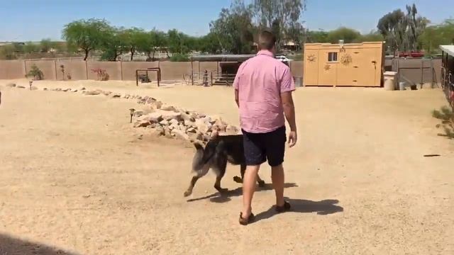 How to stop a dog from at horses смотреть онлайн