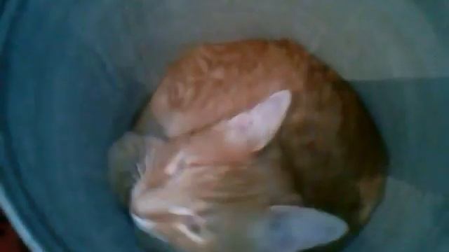 Кот в ведре смотреть онлайн