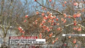 В этом году в Крыму собрали 16 тонн хурмы