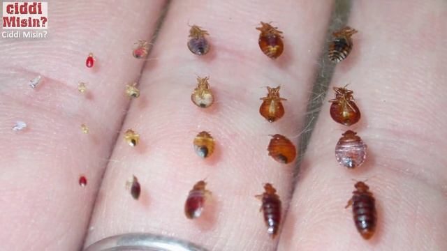 Tahta Kurusundan Nasıl Kurtuluruz | Tahta Kurusu Nasıl Yok Edilir? смотреть онлайн