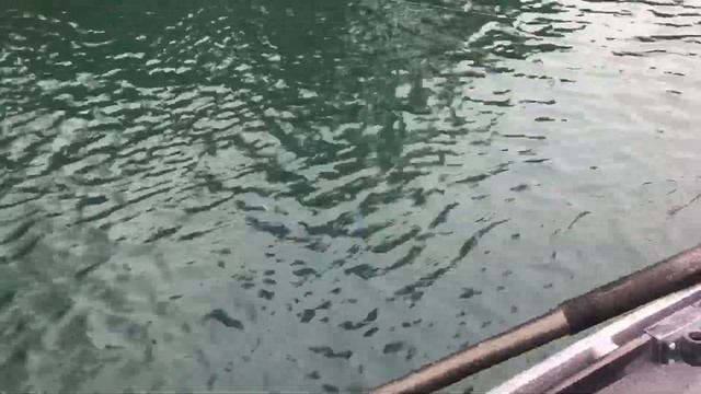 Kenai River Silvers with The Fly Project 2 смотреть онлайн