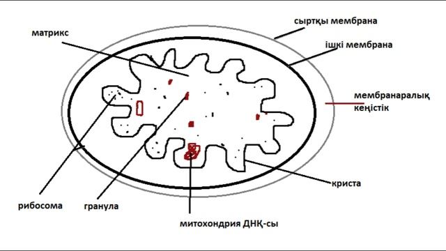 10_класс_Биология_Митохондрияның құрылысы мен қызметі смотреть онлайн