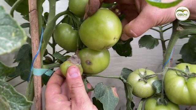 Томати. Сіра гниль - прояви та захист | Овочі.Смак успіху смотреть онлайн