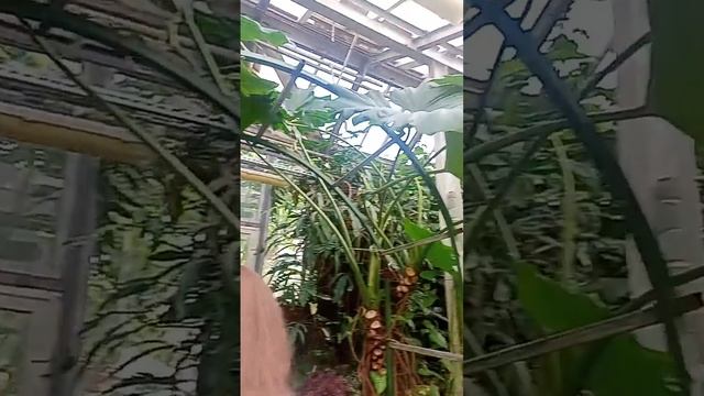 Санкт-Петербург типичный Питер СПб ботанический сад цветы растения деревья цветок дерево флора spb смотреть онлайн