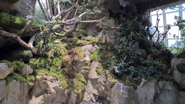 Botanic Garden cool house in singapore смотреть онлайн