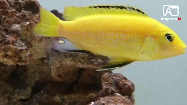 8 jenis ikan hias air tawar yang bisa dibudidayakan dalam bak mandi смотреть онлайн