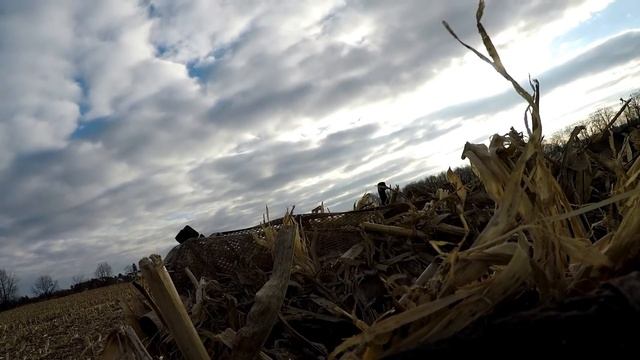 Corn field goose hunt -small decoy rig смотреть онлайн