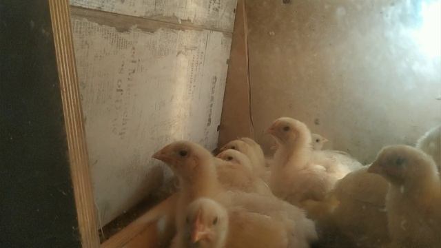 Бункерная кормушка своими руками