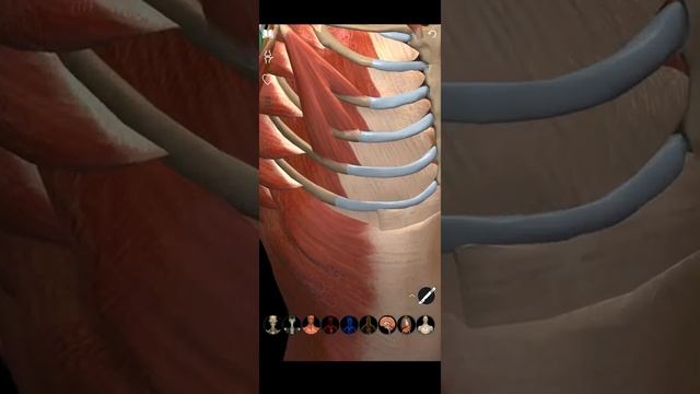 The Anterior Shoulder смотреть онлайн