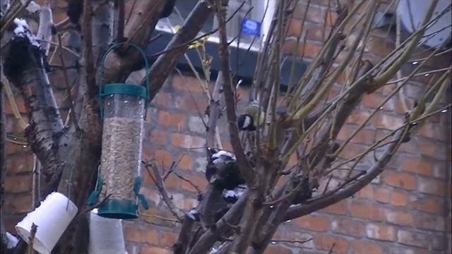 Winter Birds part 1 смотреть онлайн