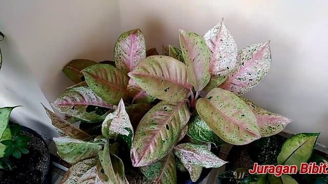 BUNGA AGROEMA KOCHIN TEMBAGA смотреть онлайн