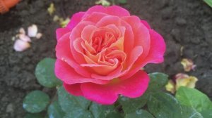 Роза Шато де Вертуа (Chateau De Verteuil)