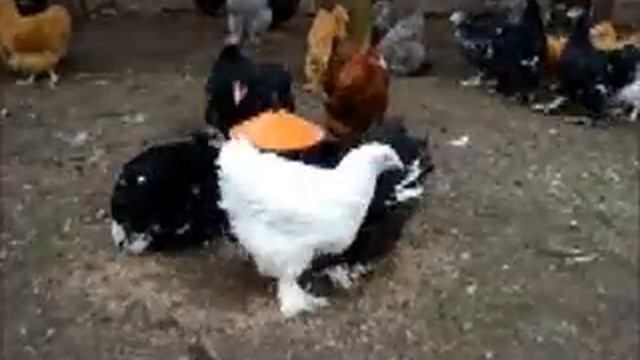 Цыплята. Весна.. смотреть онлайн