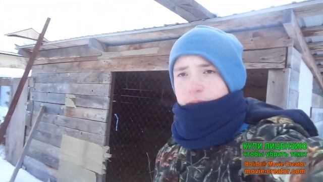 наблюдаем за фазанами смотреть онлайн