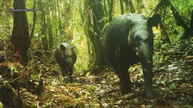 Fauna del páramo, ecosistemas de gran importancia. смотреть онлайн