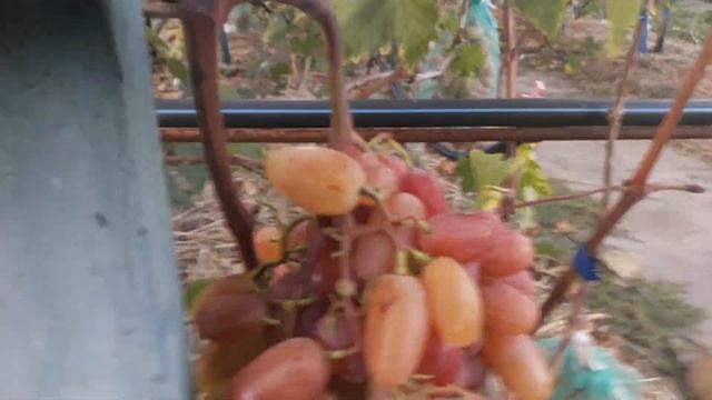 Как предотвратить перегибание гребненожки. смотреть онлайн