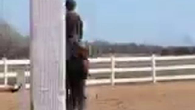 Zarina 4/9 canter right.AVI смотреть онлайн