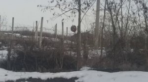 САМАЯ МОЩНАЯ ПНЕВМАТИКА 2019.Hatsan striker edge 5.5 mm Пробивает Кастрюлю Насквозь