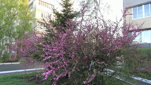 Весенний Уссурийск, начало мая 2021 г. смотреть онлайн
