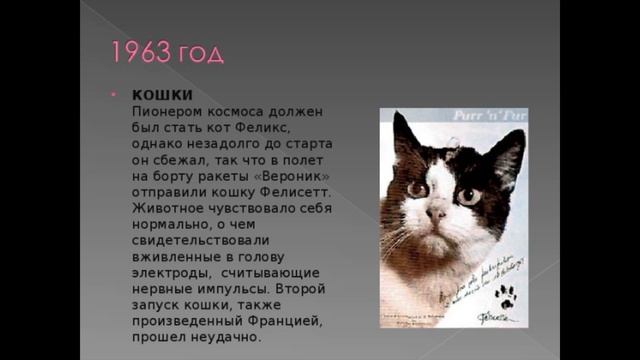 Животные и космос смотреть онлайн