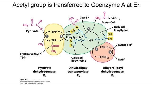 Pyruvate Decarboxylation смотреть онлайн