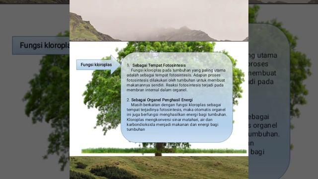 video pembelajaran fisiologi pohon смотреть онлайн