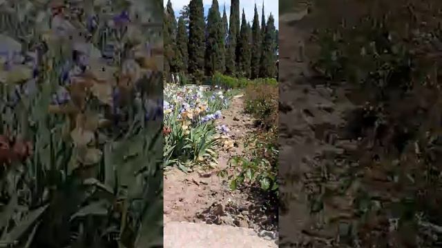 Никитский ботанический сад Ирисы смотреть онлайн