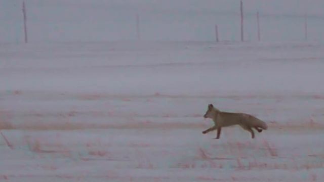 ЛИСИЦА ПОЧУЯЛА ОПАСНОСТЬ смотреть онлайн