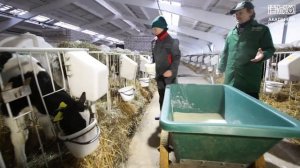 Профилактика желудочно-кишечных расстройств у телят молочного периода выращивания. Превью